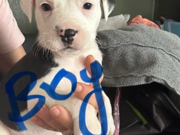 American Pit Bull Terrier – terrior/pittie – Atlanta