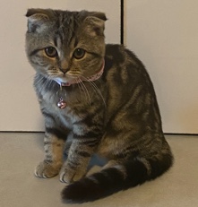 Bengal – scottish fold