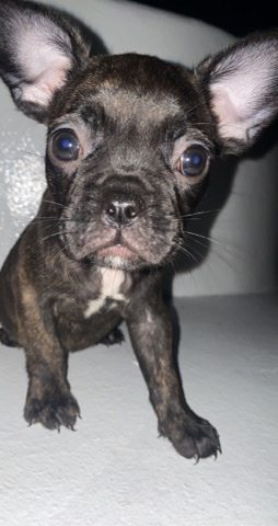 French Bulldog – female akc