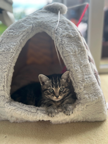 British Shorthair – British shorthair