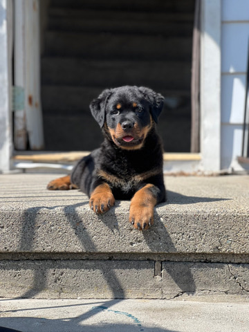 Rottweiler for sale 