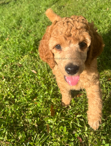 Poodle – AKC standard poodle puppy
