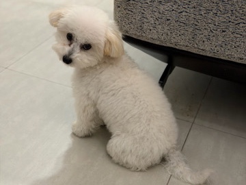 Maltipoo – 🐶🤍 ADORABLE TOY MALTIPOO PUPPY FOR SALE – COMPLETE PACKAGE & VERY ATTRACTIVE PRICE! 🤍🐶 – Dubai