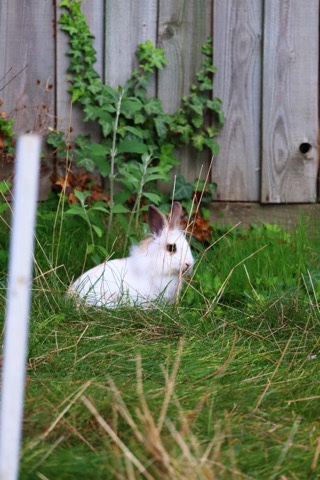 Lionhead – lion head female