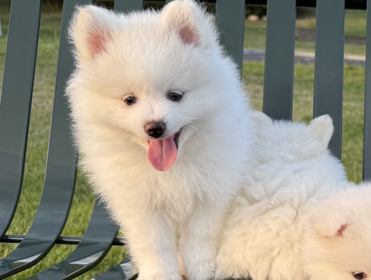 puppie Pomeranian (toy spitz)