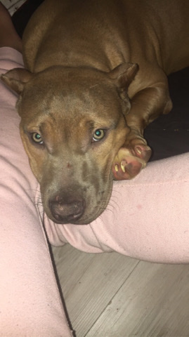 American Pit Bull Terrier – Royal