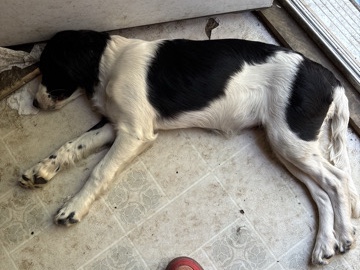 Mixed Breed – angel – Fountain