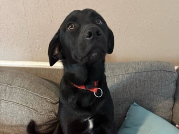 Labrador Retriever - 2 Free Labradors available for adoption in San Antonio