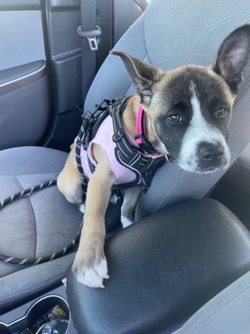 Akita – rescue and need a home