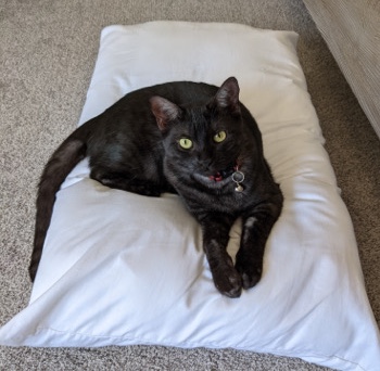 American Shorthair – Black Female Cat