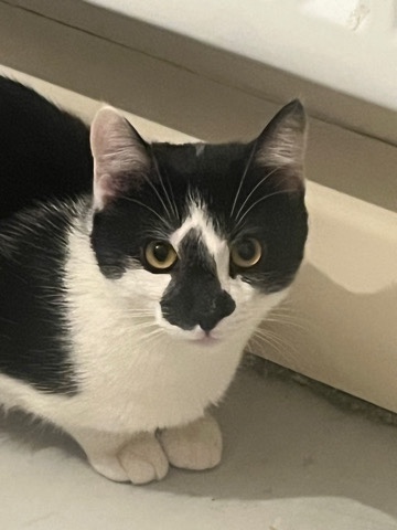 British Shorthair – cat for rehoming