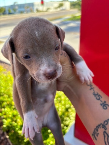 bluenose pit