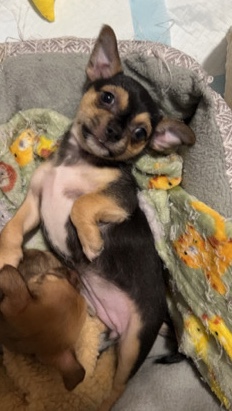 Chihuahua – Lana (girl)