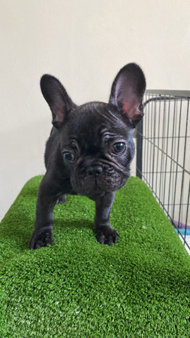 French Bulldog – pure bred black frenchie
