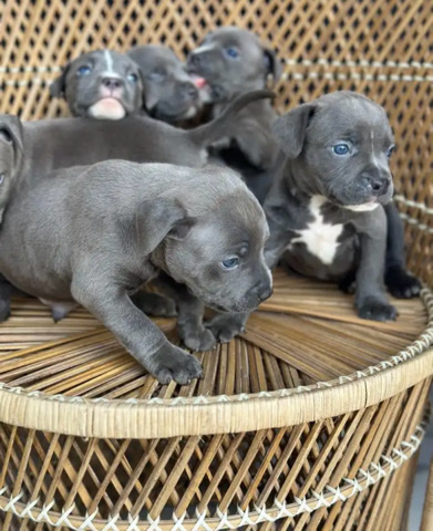 American staffordshire bull terrier