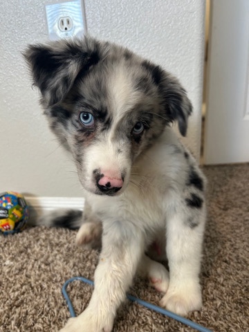 Australian Shepherd – He needs a space to run!