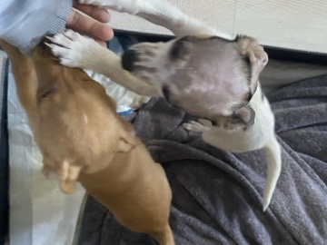 Poodle – Chihuahua poodle Frenchie mix – Gilroy