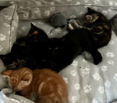 Kittens