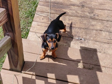 chiweenie – Cottondale