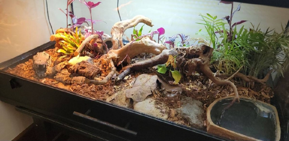 Any – Corn Snake with Enclosure