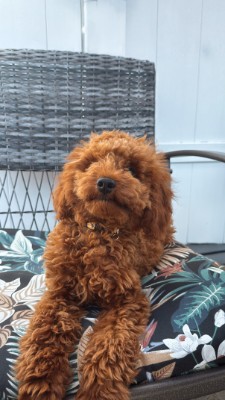 Poodle – Biscuit for adoptions – New York