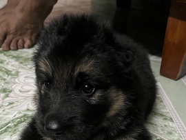 German Shepherd – German shepherd