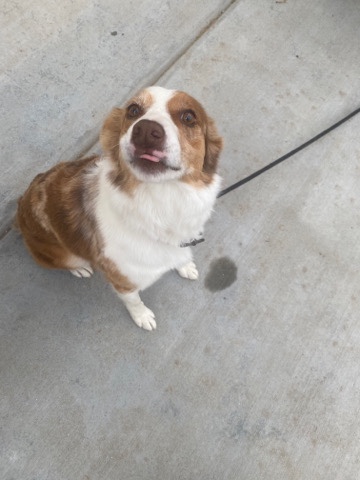 Australian Cattle Dog – Ruby