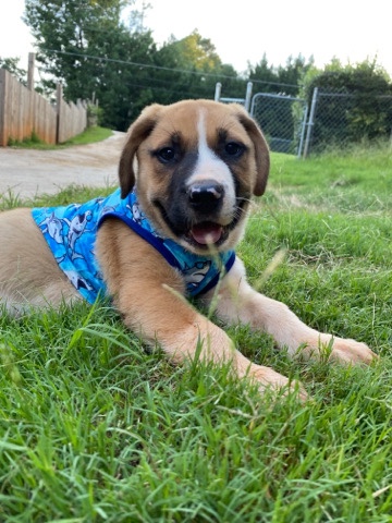 English Mastiff – Tri colored Mastiff