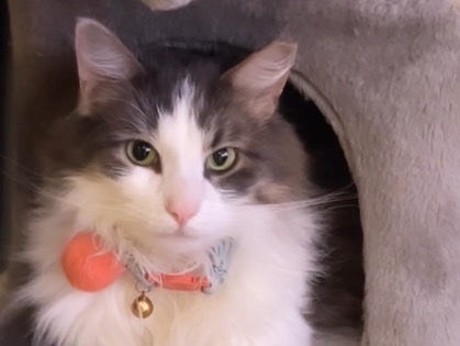 Image of Norwegian Forest cat