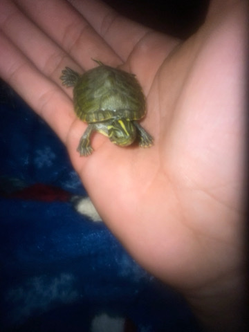 baby turtles