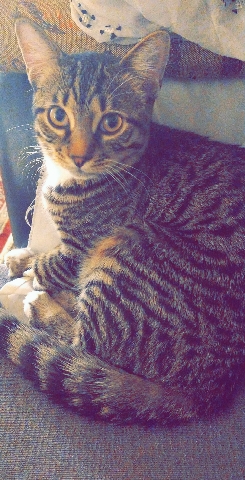 Egyptian Mau – Majestic Mau Mix