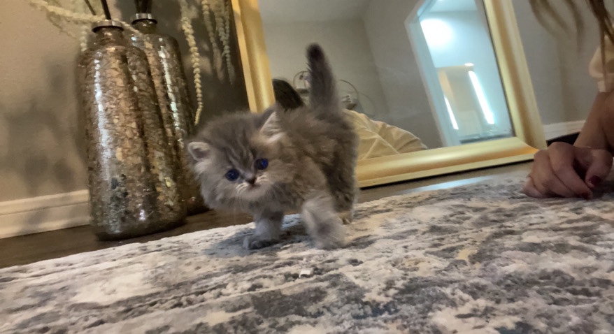 Persian Kitten