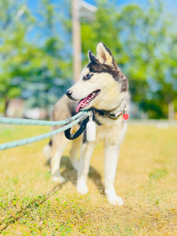Siberian Husky – Siberian Husky