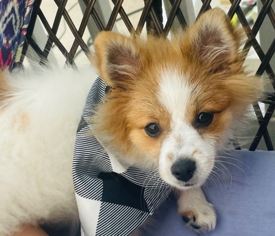 Pomeranian Puppy for Rehoming