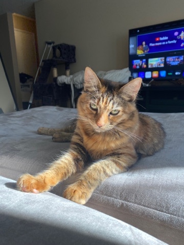 Loving Kitty
