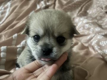 5 dogs for sale