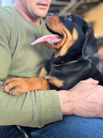 Rottweiler – AKC Rottweiler Puppies