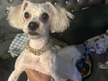 Poodle – rehome – Lakewood