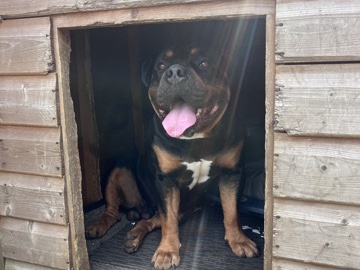 American Bulldog - American bully cros Rottweiler  available for adoption in Horley