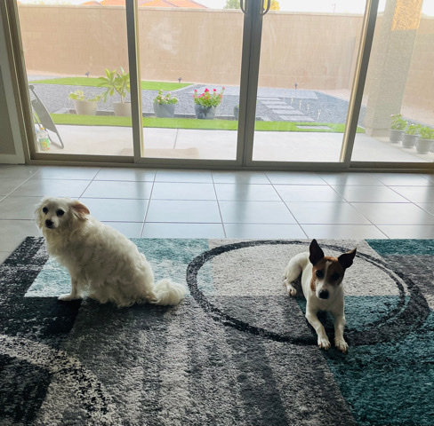 Jack Russell Terrier – Dora and Coco