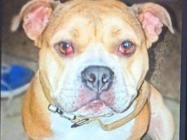 American Bulldog – Friendly 2.5-Year-Old American Bully – Las Vegas