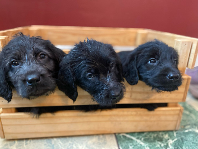 Labradoodle Puppies