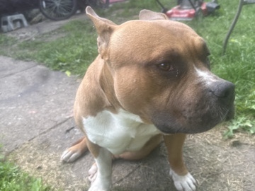 American Pit Bull Terrier – nice male bully – Columbus