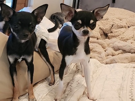 Chihuahua - female tri-color deer head chihuahua  available for adoption in Charlton