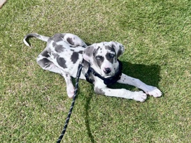 Female Blue Harlequin Great Dane