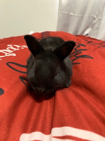 baby bunnies for sell