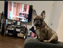 French Bulldog – buy me I’m very playful – Hampton