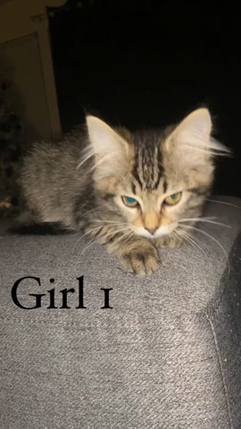 Maine Coon – Mainecoon