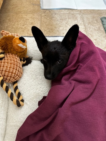 Australian Cattle Dog – corgi mix puppy