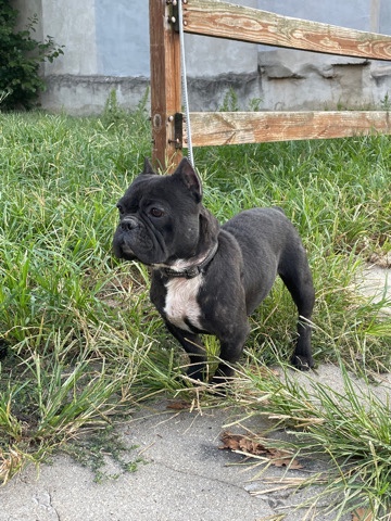 American Bulldog – black/brown shorty bully